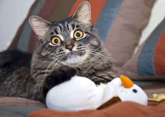 开云体育登入-外援对本土球员成长的影响复杂，外援球员是什么意思