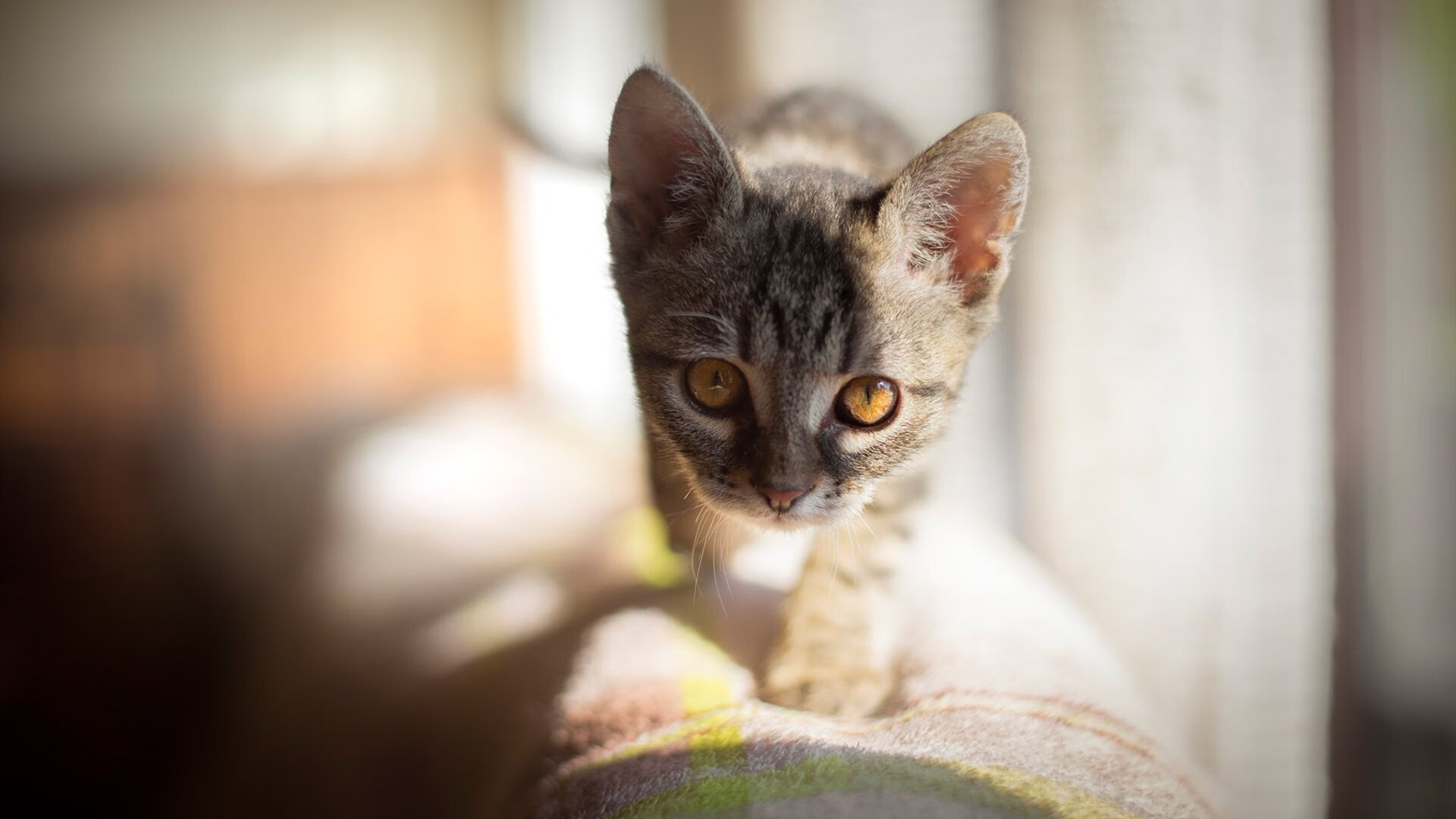 自由泳200米德国女将游出惊喜表现,自由泳女子200米世界纪录