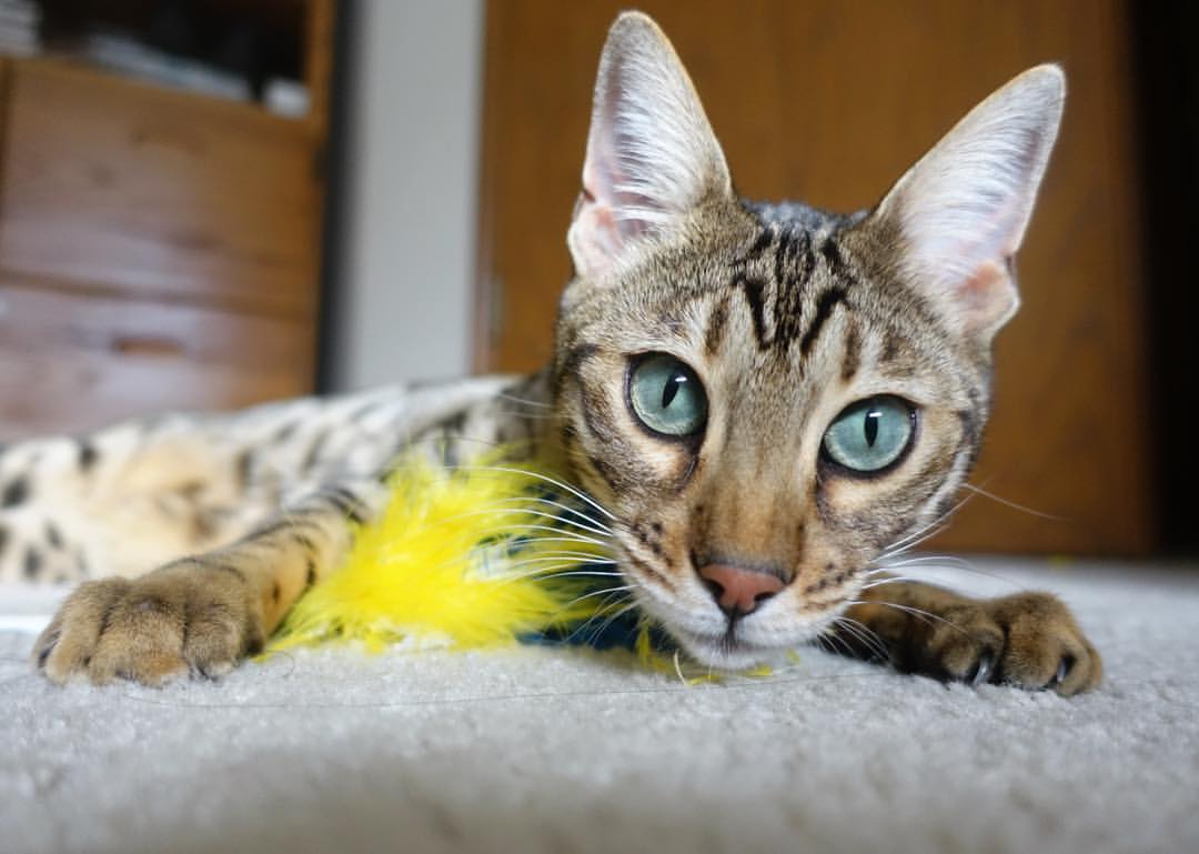 “尼古拉斯·桑特基的传球艺术,帮助阿根廷美洲狮队打破进攻瓶颈”