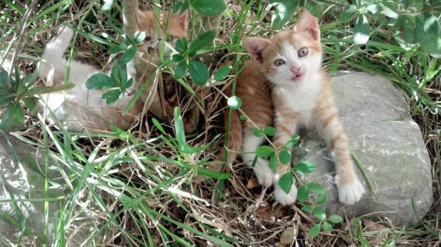 中国篮协加强与高校合作共建篮球人才培养联合实验室，中国篮球协会学校