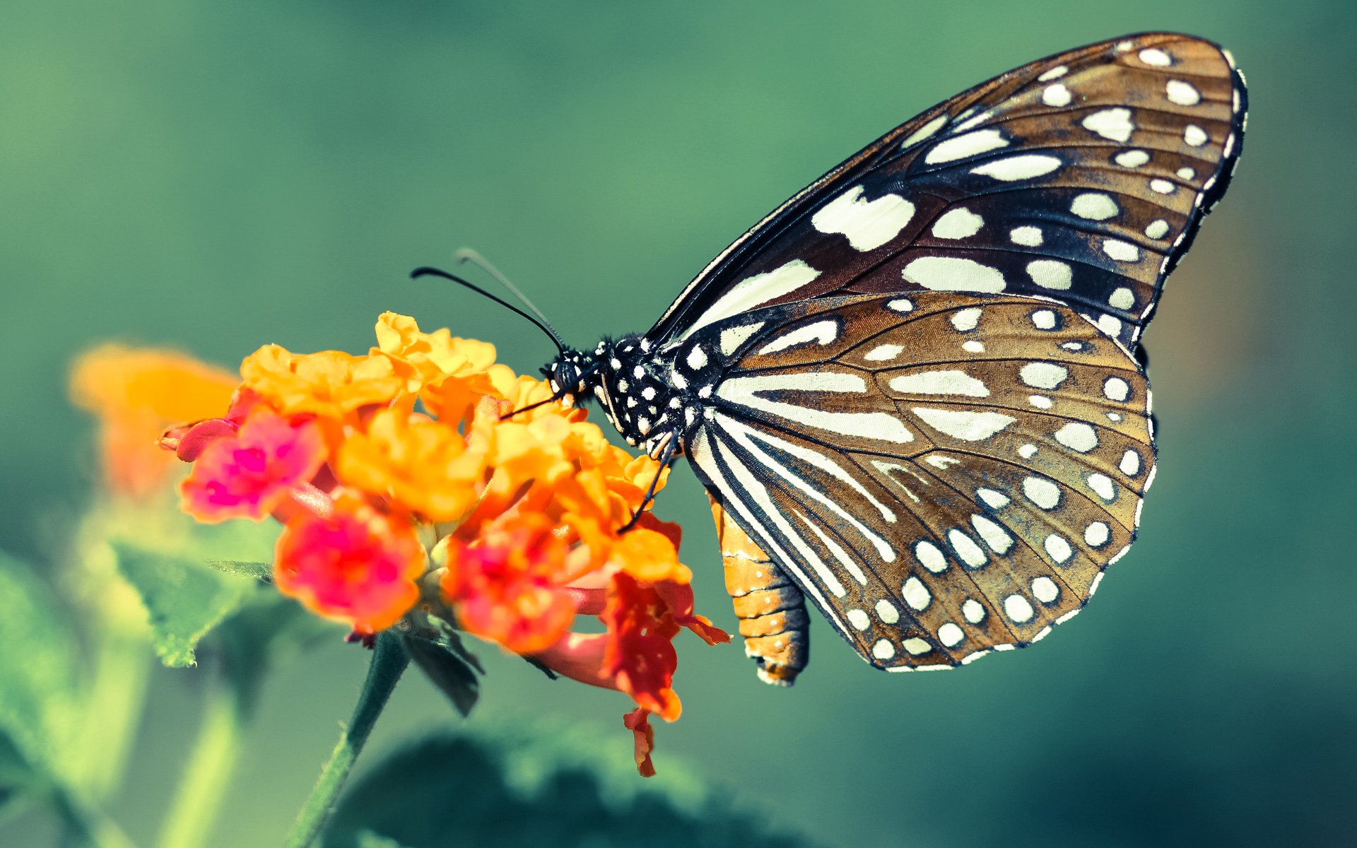 伯科夫50米仰泳爆发力惊艳全场